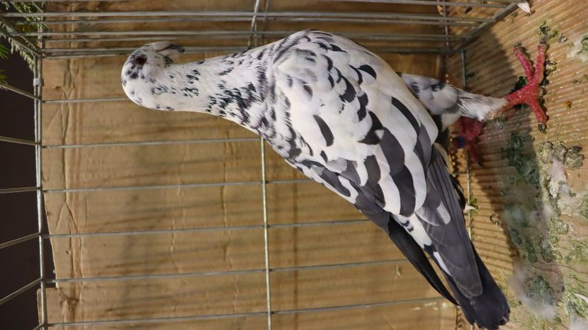  - Timisoara 26-01-2025