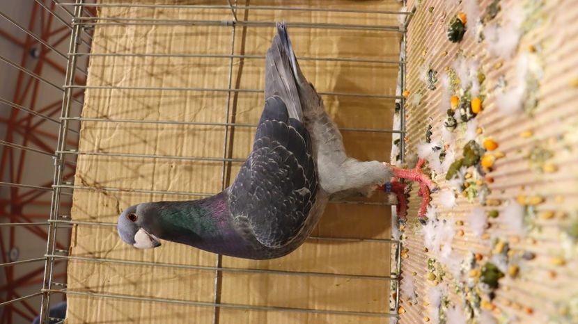  - Timisoara 26-01-2025