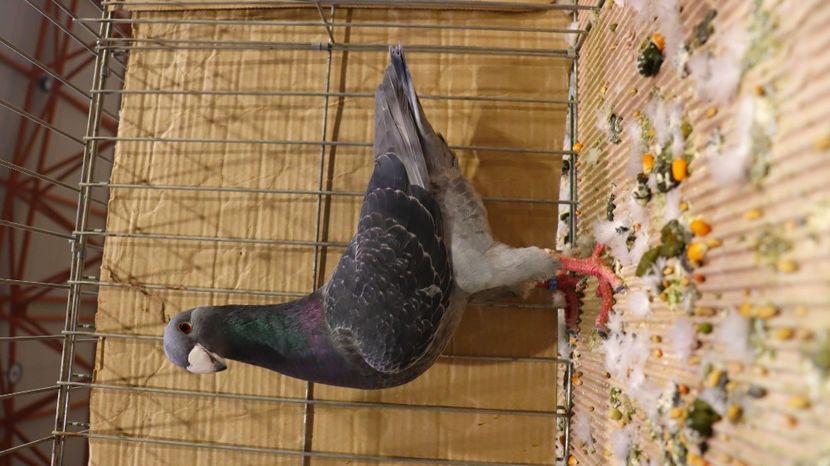  - Timisoara 26-01-2025