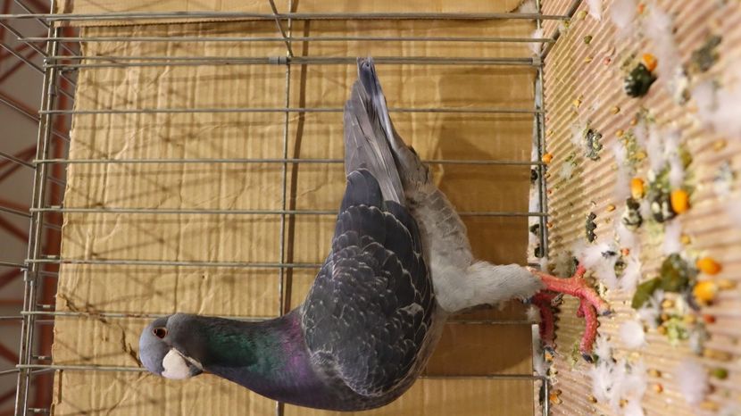  - Timisoara 26-01-2025