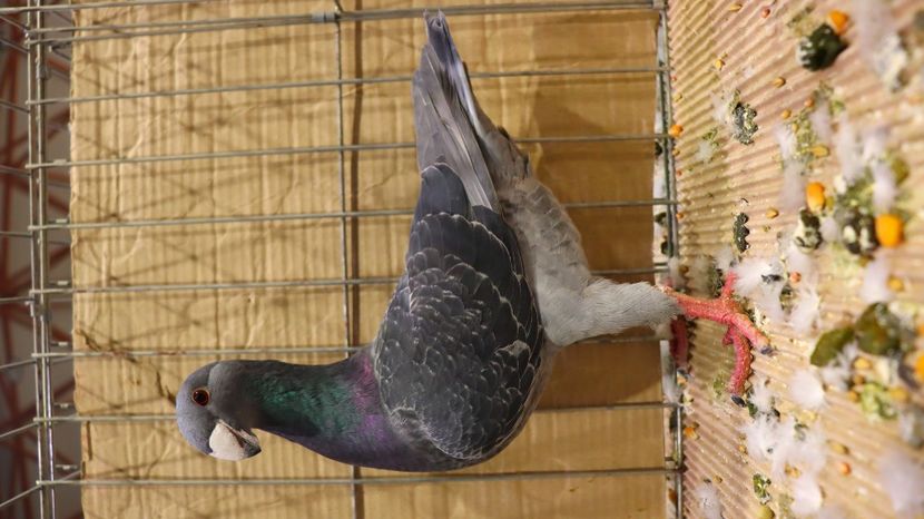  - Timisoara 26-01-2025