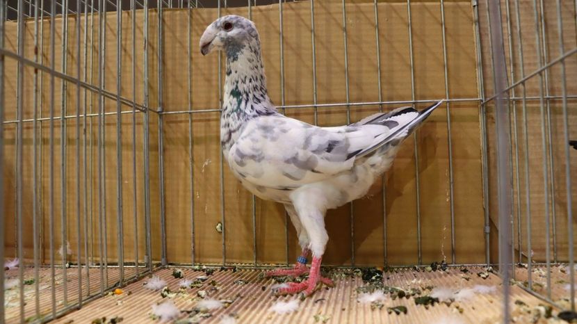  - Timisoara 26-01-2025