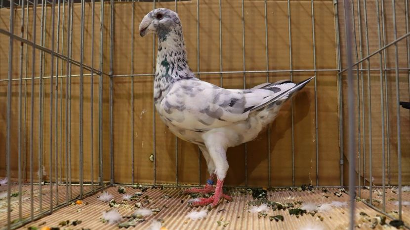  - Timisoara 26-01-2025