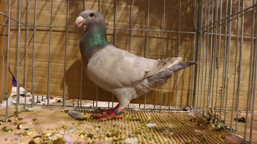  - Timisoara 26-01-2025