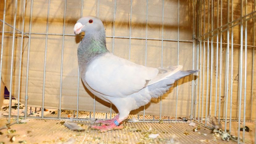  - Timisoara 26-01-2025