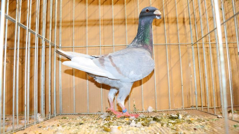  - Timisoara 26-01-2025