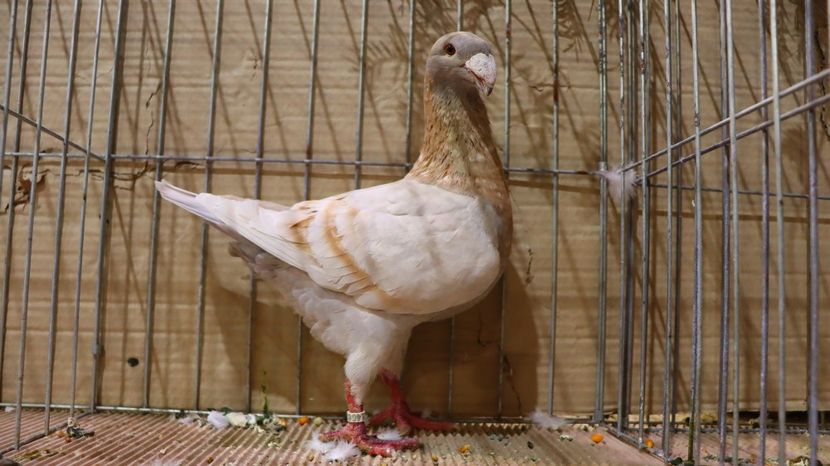  - Timisoara 26-01-2025