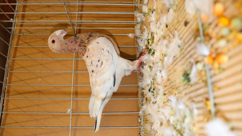  - Timisoara 26-01-2025