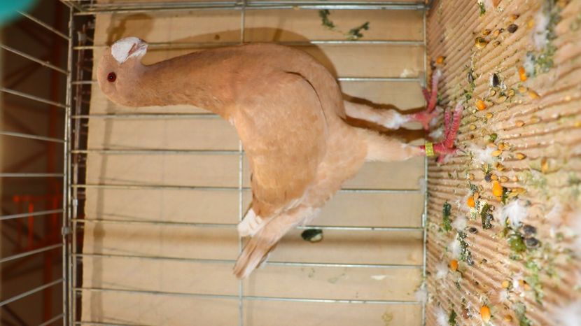  - Timisoara 26-01-2025