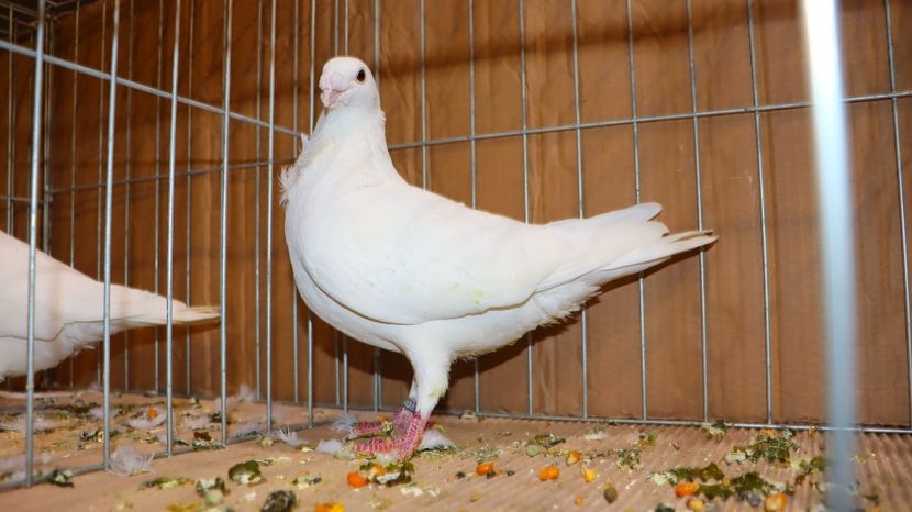  - Timisoara 26-01-2025