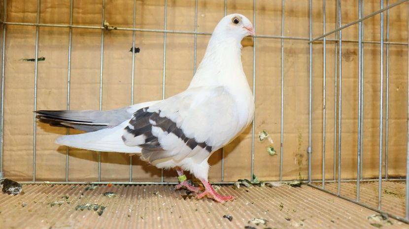  - Timisoara 26-01-2025