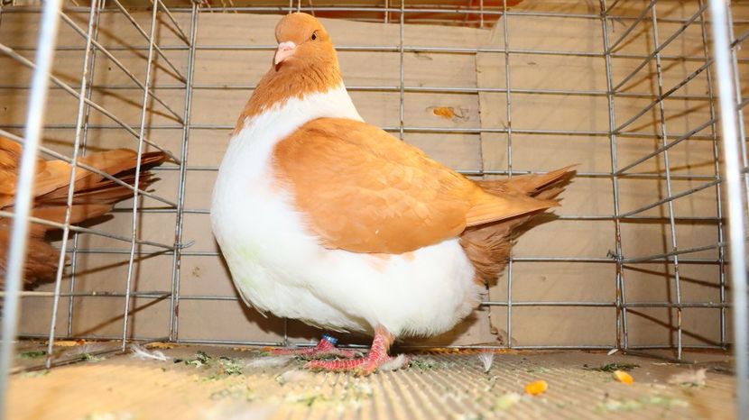  - Timisoara 26-01-2025