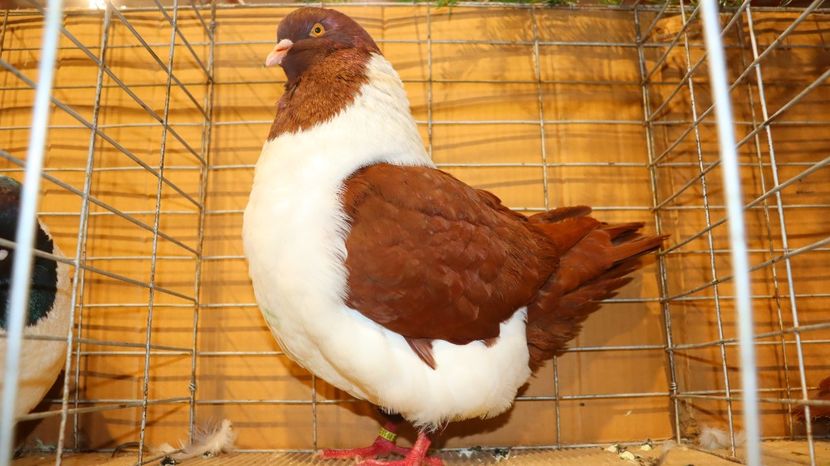  - Timisoara 26-01-2025