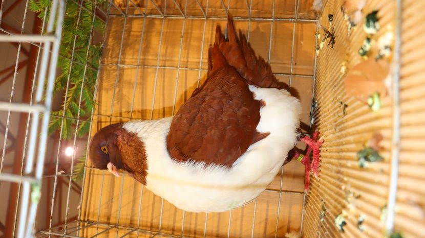  - Timisoara 26-01-2025