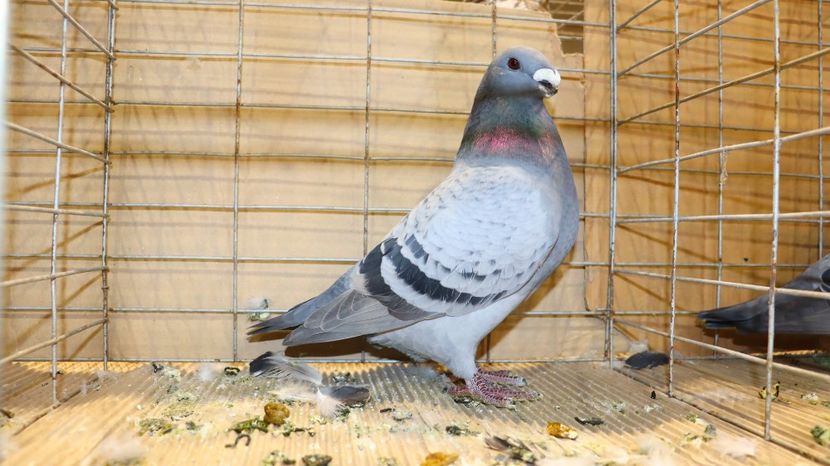  - Timisoara 26-01-2025