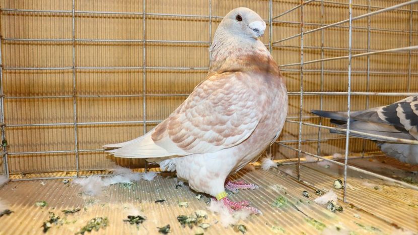  - Timisoara 26-01-2025