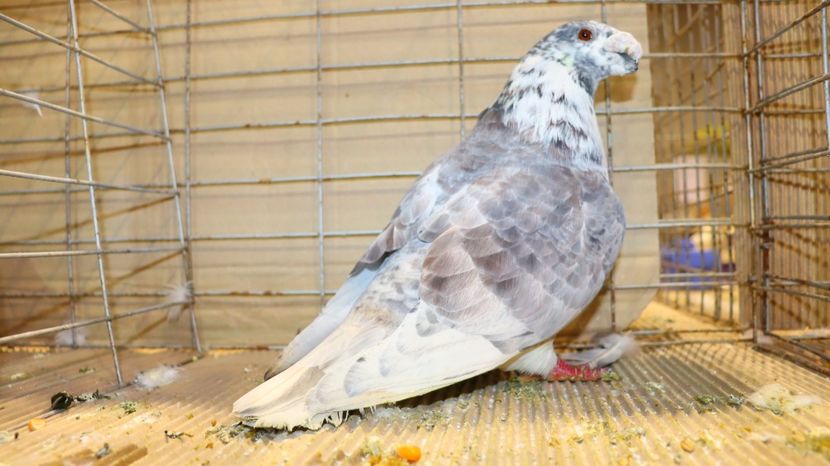  - Timisoara 26-01-2025