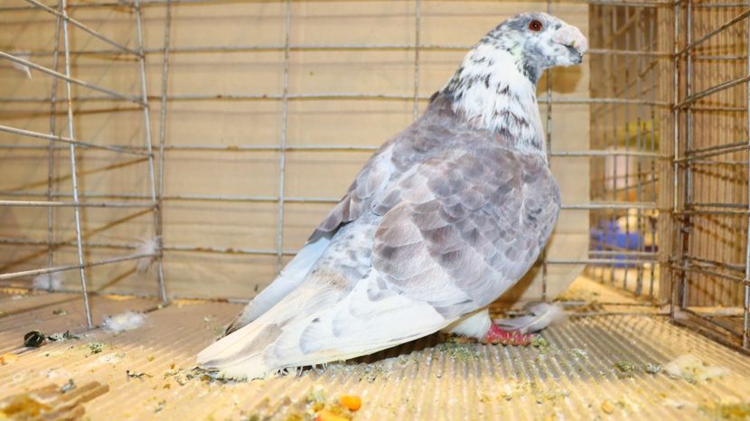  - Timisoara 26-01-2025