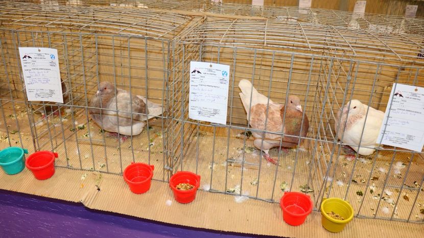  - Timisoara 26-01-2025