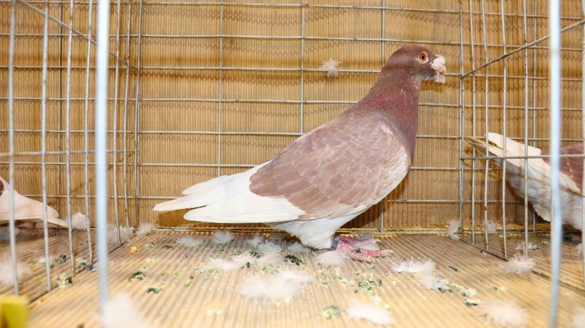  - Timisoara 26-01-2025