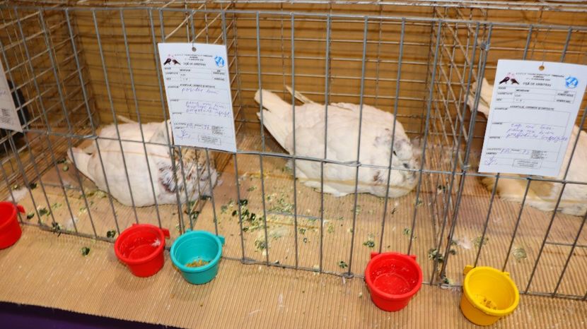  - Timisoara 26-01-2025