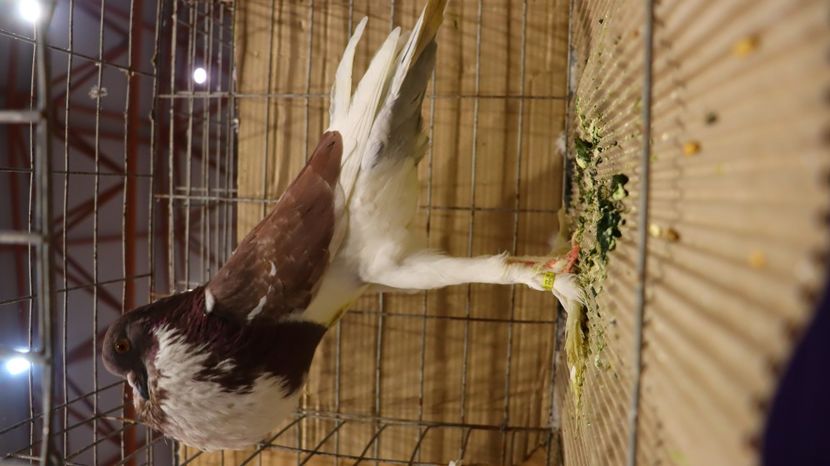  - Timisoara 26-01-2025