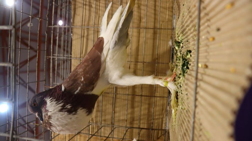  - Timisoara 26-01-2025