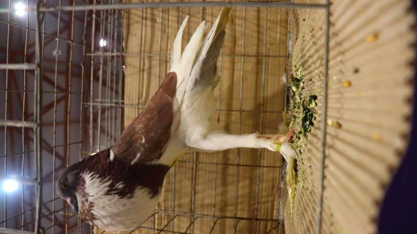  - Timisoara 26-01-2025