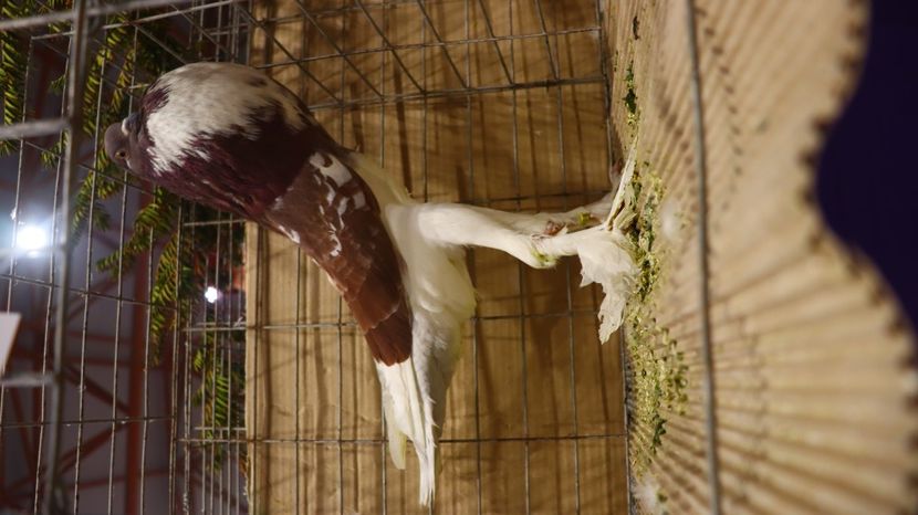  - Timisoara 26-01-2025