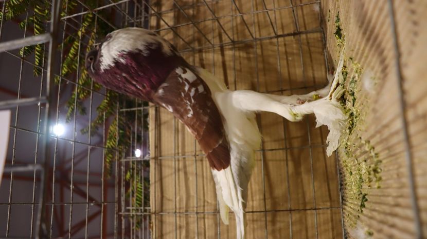  - Timisoara 26-01-2025