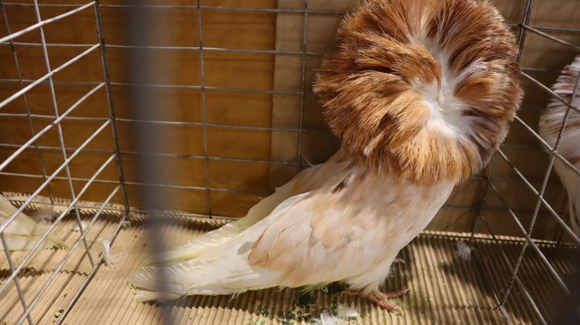  - Timisoara 26-01-2025