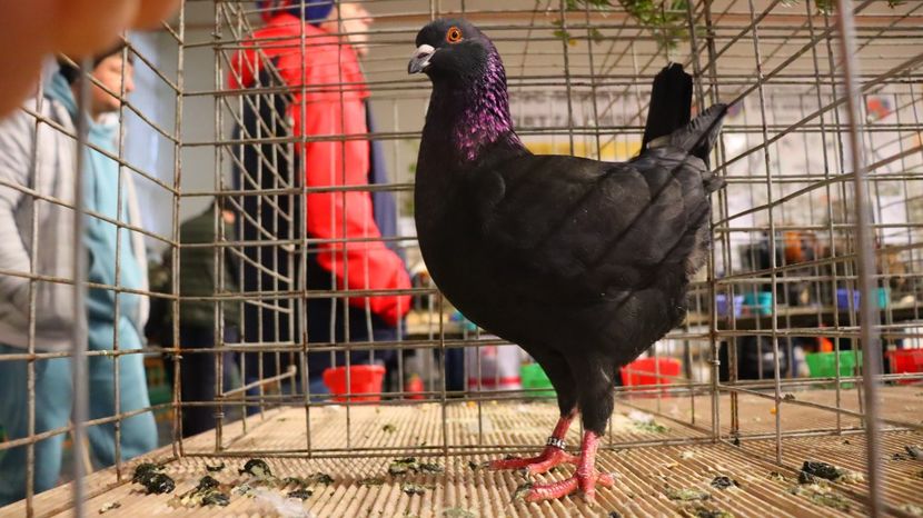  - Timisoara 26-01-2025