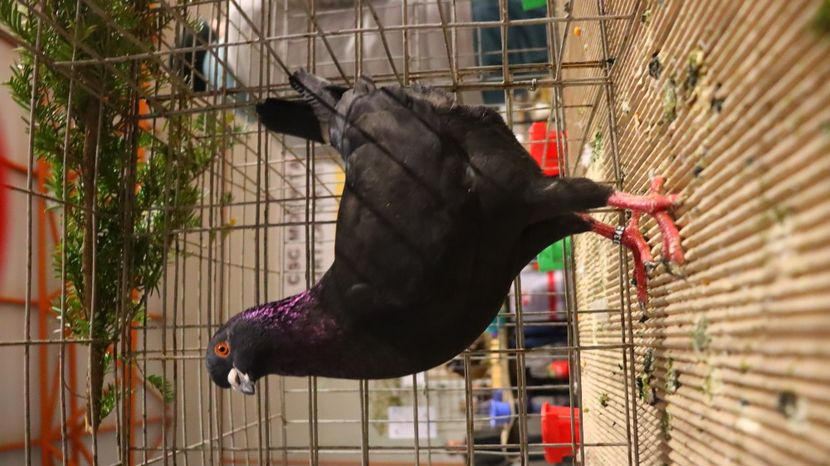  - Timisoara 26-01-2025