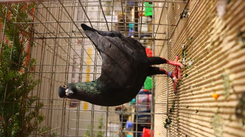  - Timisoara 26-01-2025