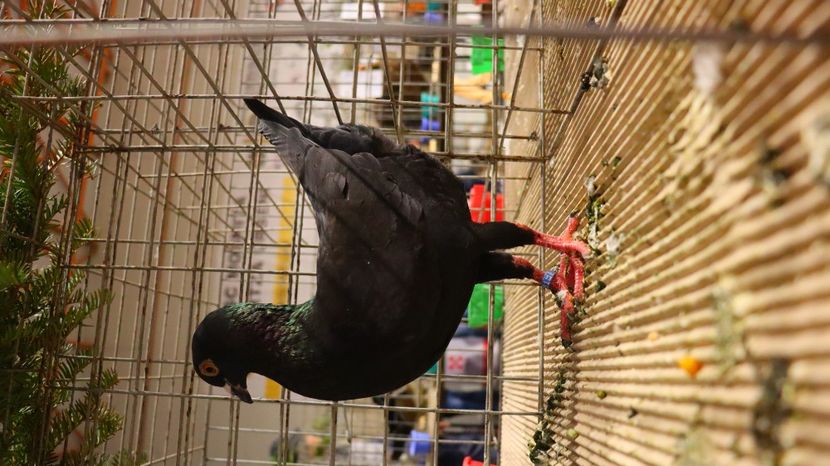  - Timisoara 26-01-2025