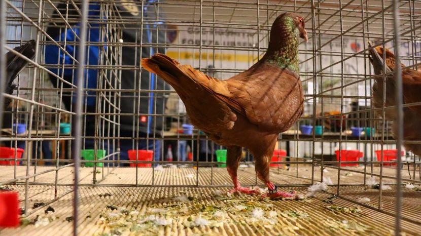  - Timisoara 26-01-2025