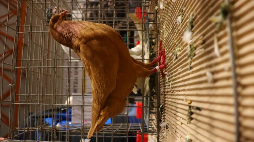  - Timisoara 26-01-2025