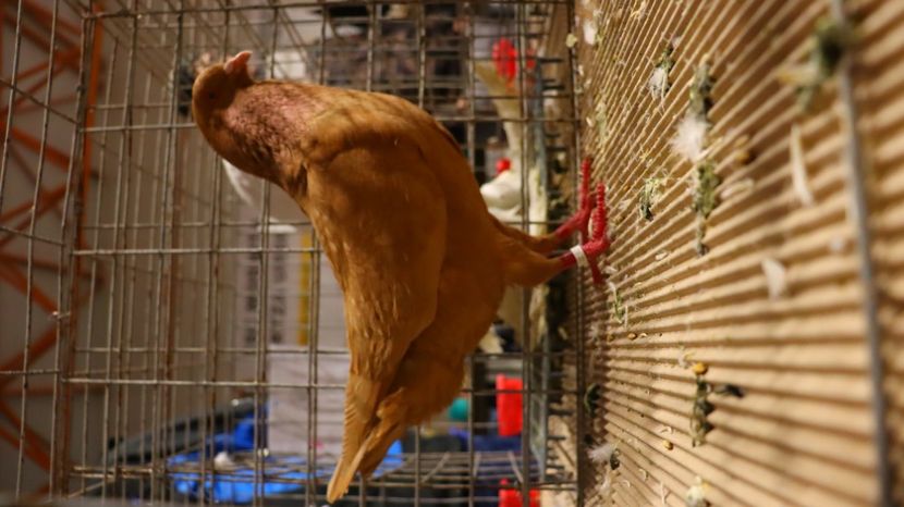  - Timisoara 26-01-2025