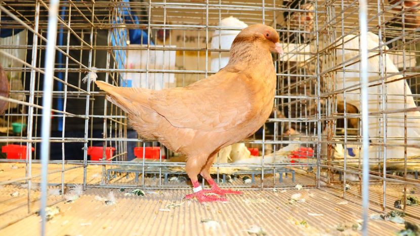  - Timisoara 26-01-2025