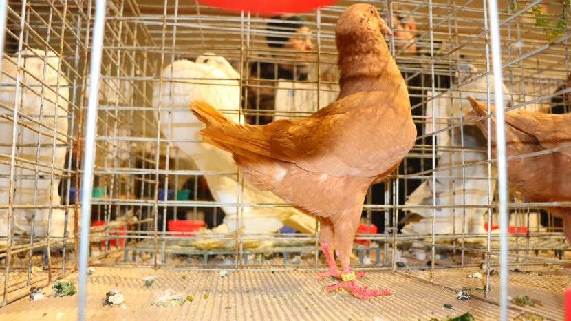  - Timisoara 26-01-2025