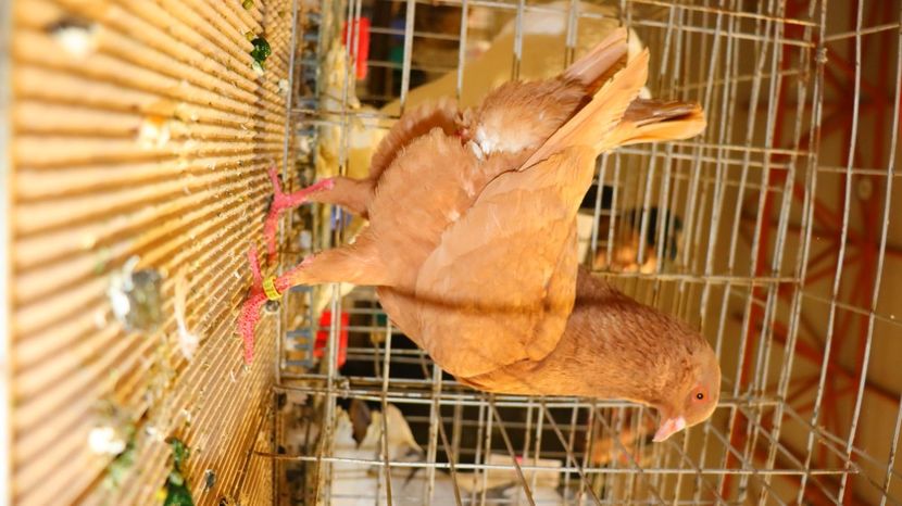  - Timisoara 26-01-2025