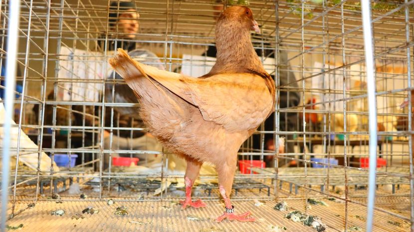  - Timisoara 26-01-2025