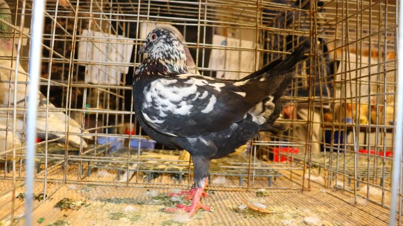  - Timisoara 26-01-2025