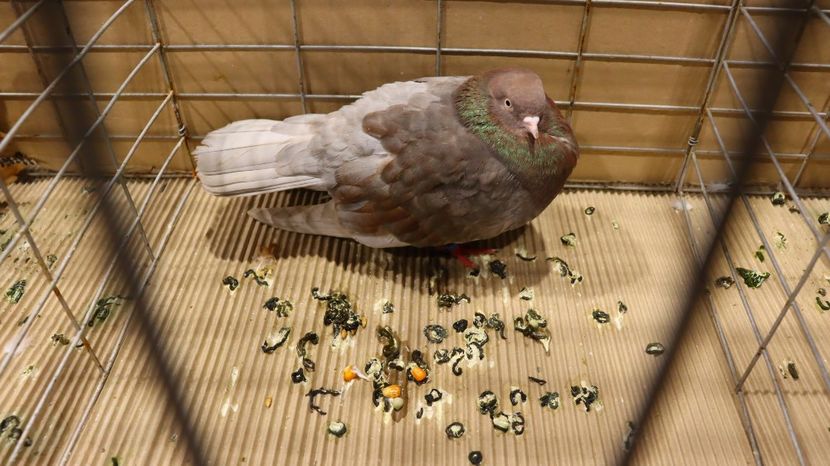  - Timisoara 26-01-2025