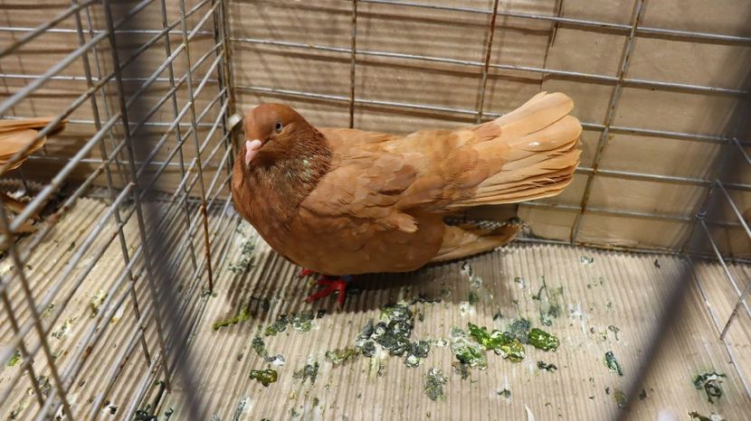  - Timisoara 26-01-2025