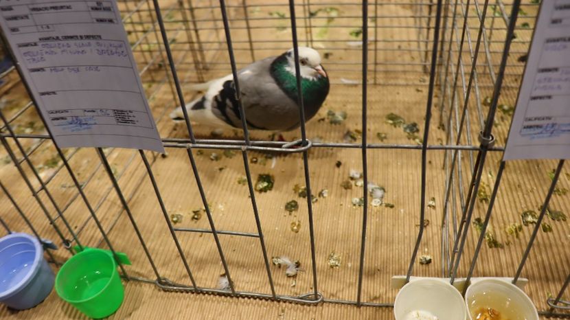  - Timisoara 26-01-2025