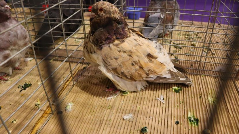  - Timisoara 26-01-2025