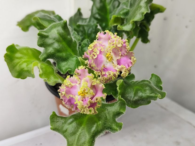 26 ianuarie 2025 - RM Liara