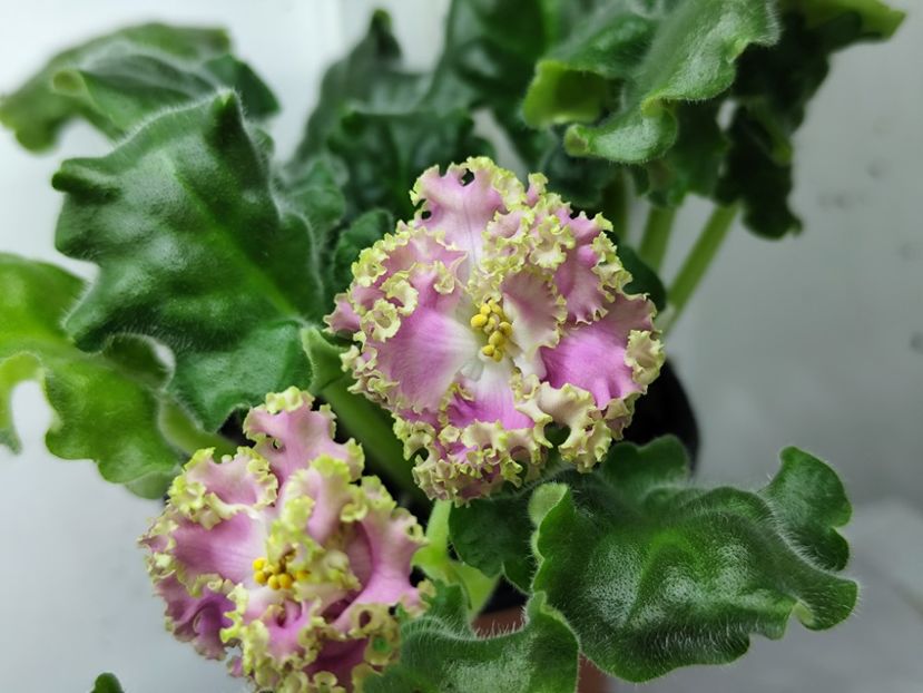 26 ianuarie 2025 - RM Liara