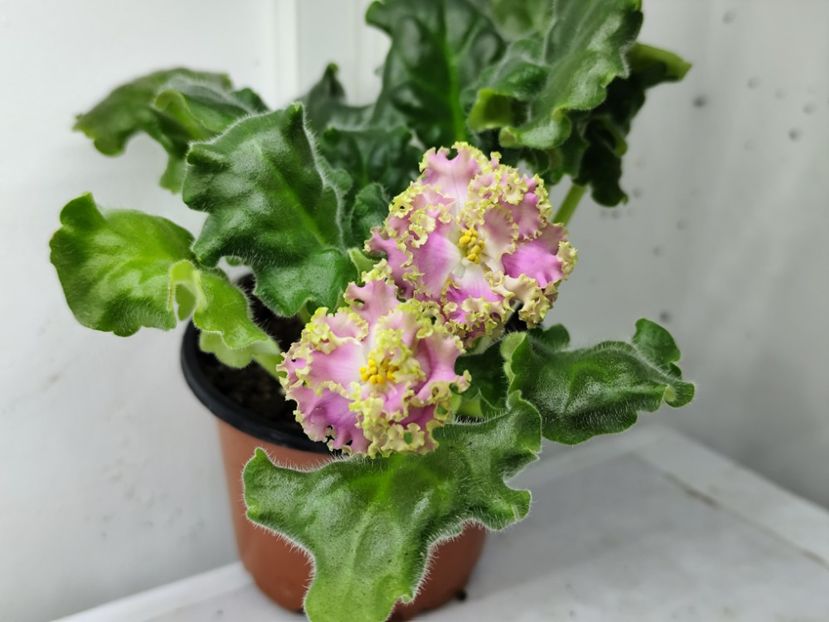 26 ianuarie 2025 - RM Liara